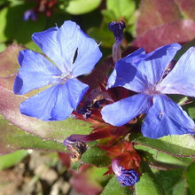 Garden/Plants
