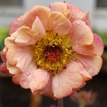 Geum Mai Tai