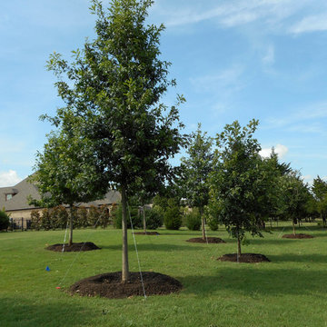 Red Oaks & Bur Oaks