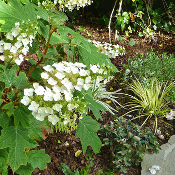 Aromatic Moon Garden