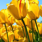 Lily Sanchez's photo