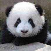 Foto von Janice Ling