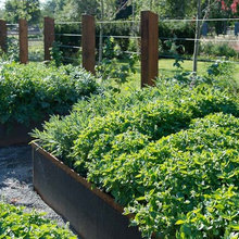 Veggie Garden