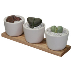 Contemporary Plants Cactus and Succulent Trio in Ceramic Pots