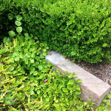 Foliage Contrasts Sydney Gardens