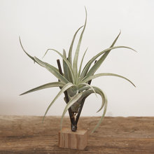 Tillandsia airplants