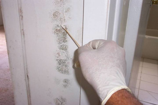 by Mold Inspection & Testing Chicago IL