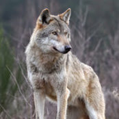 Jean-Paul LaBelle's photo