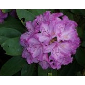 Dorothy Smith's photo