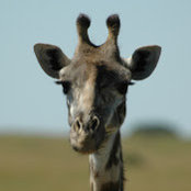 frank v's photo