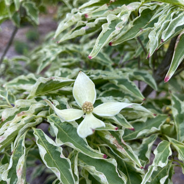 Spring Color 2021