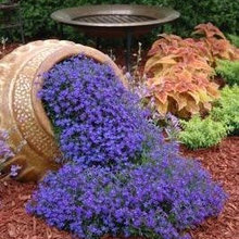 THF Garden