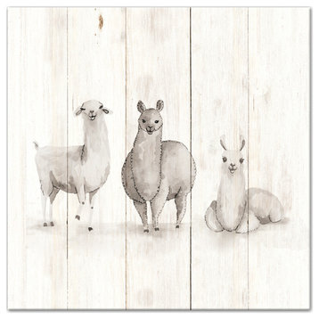 All The Llamas 20x20 Canvas Wall Art