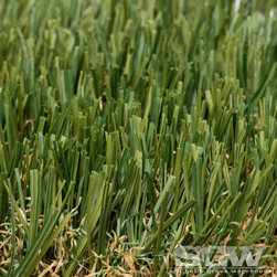 Everglade Fescue - Products