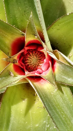 where to buy a prayer plant Buy Lemon Lime Maranta Plant Online in the USA 4-in / Nursery Planter