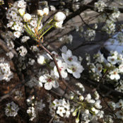 Jennifer Dunbar's photo