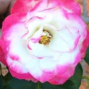 Robin Myers's photo