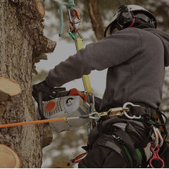 Tim Allen's Tree Services