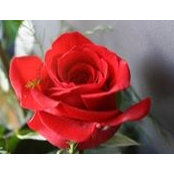 Roberta Stevens Miller's photo