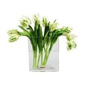 Vase Kets billede