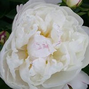 Connie Chancey's photo
