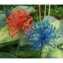 Plants & Flowers