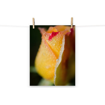 Dew on Yellow Rose Nature Photography, Floral Unframed Wall Art Print, 12" X 16"
