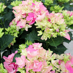 Cityline&reg; Venice Bigleaf Hydrangea - Plants