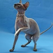 Alexandra Rosenberg's photo
