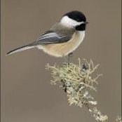 Dee Dee Rihel's photo