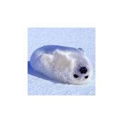 Lee Shapiro's photo