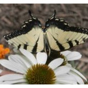 Nora Davis's photo