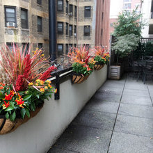 plants