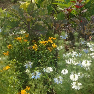 Nigella, Mexican Mint Marigold, Kale, Red Amaranth