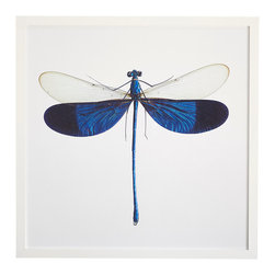 INDONESIAN DRAGONFLY WALL ART - Photographs