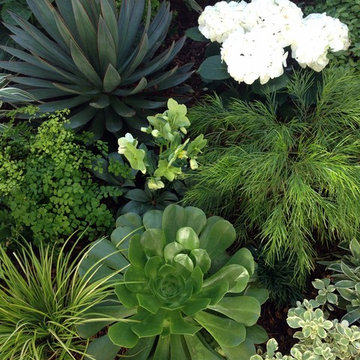 Contemporary garden