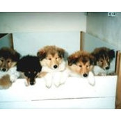 Angela De Carlo's photo