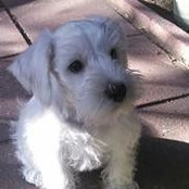 Foto de Tam-Tam R-rath