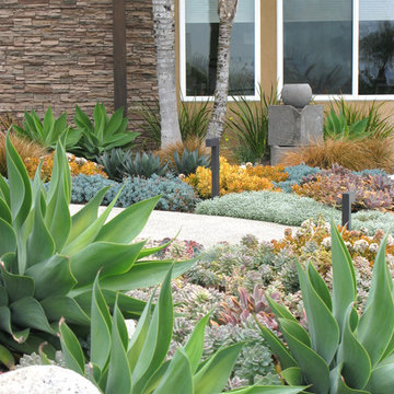 Seaside Colorful Succulent Garden