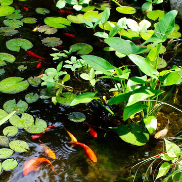 Ponds & Waterfeatures