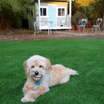 Pet Lawns