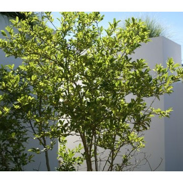 projet vue océan