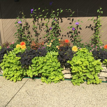 Plants and plantings