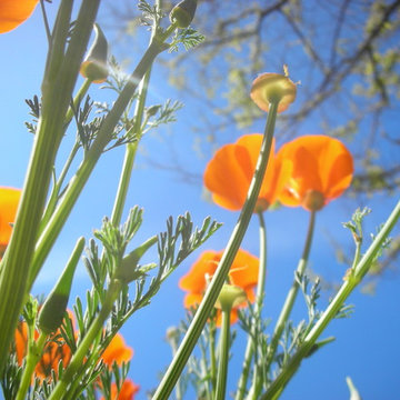California Native Plants