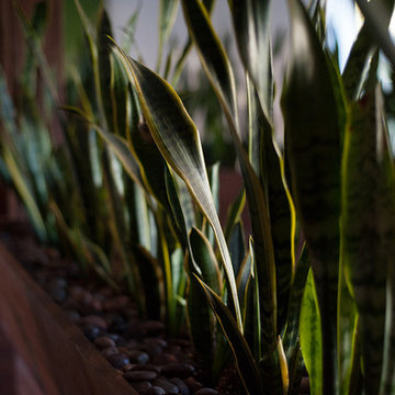 Indoor Plantscaping