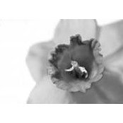 Norma-Jane Blanchet's photo