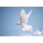 Peter Aruwa's photo