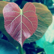 Foto di Hollis Stoddard
