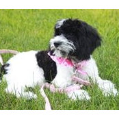 Photo de Tereca Diffenderfer