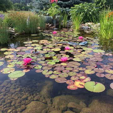 Pond with Natural Wetland Filtration System